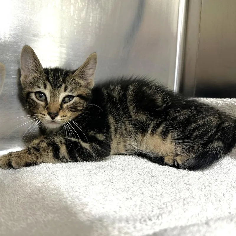 A baby small-sized male Brown / Chocolate Domestic Short Hair cat named Edmond for adoption in Warrensburg, MO