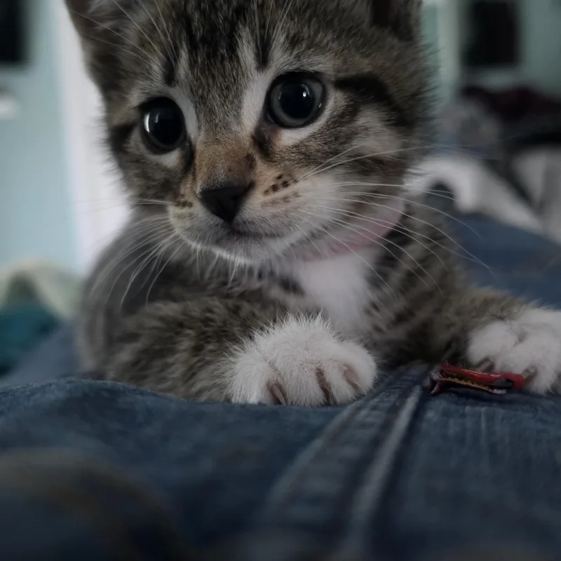 A baby medium-sized male Domestic Short Hair cat named Stanley for adoption in Portland, OR