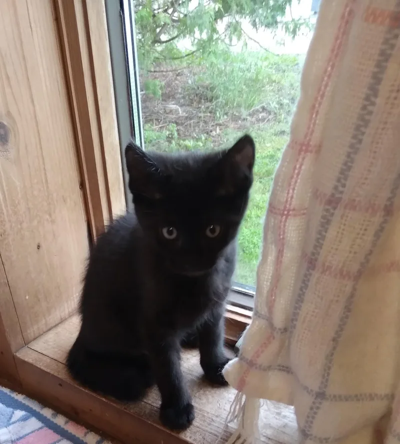 A baby medium-sized male Black Domestic Short Hair cat named Niles for adoption in Owatonna, MN