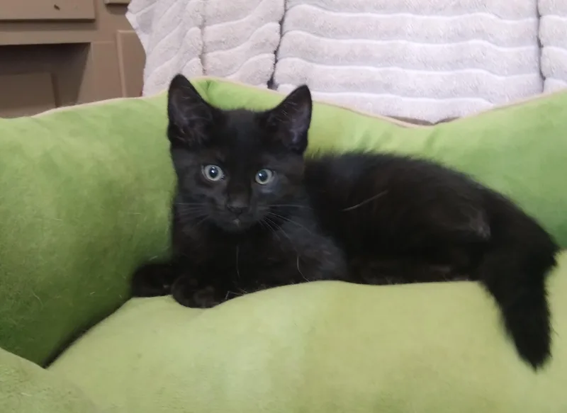 Niles thumbnail 2