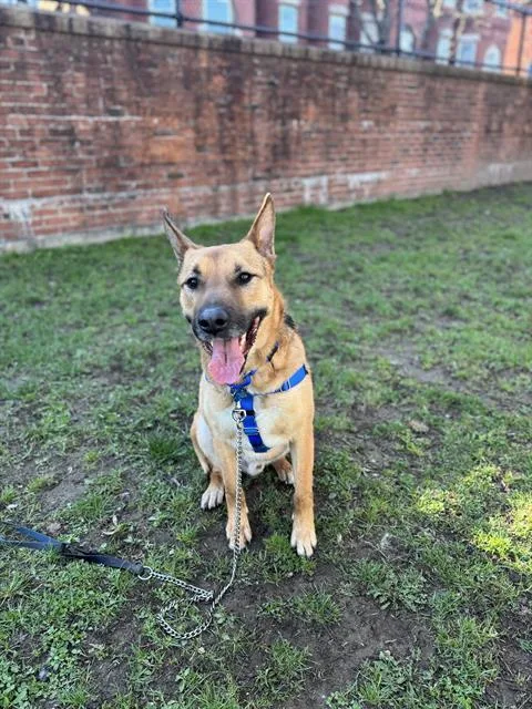 An adult medium-sized male German Shepherd Dog dog named Bravo for adoption in Methuen, MA