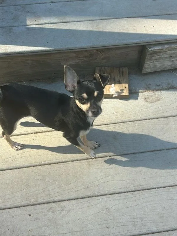 An adult small-sized female Chihuahua dog named Pretty Princess P for adoption in Randolph, MA