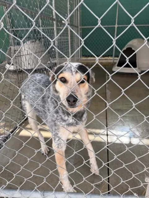 A young medium-sized male Australian Cattle Dog / Blue Heeler dog named Bolt for adoption in Rawlins, WY