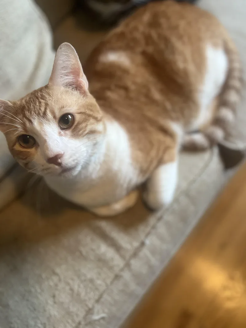 Otis  Big Goofy thumbnail 2