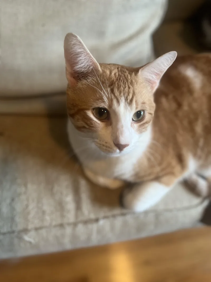 Otis  Big Goofy thumbnail 3