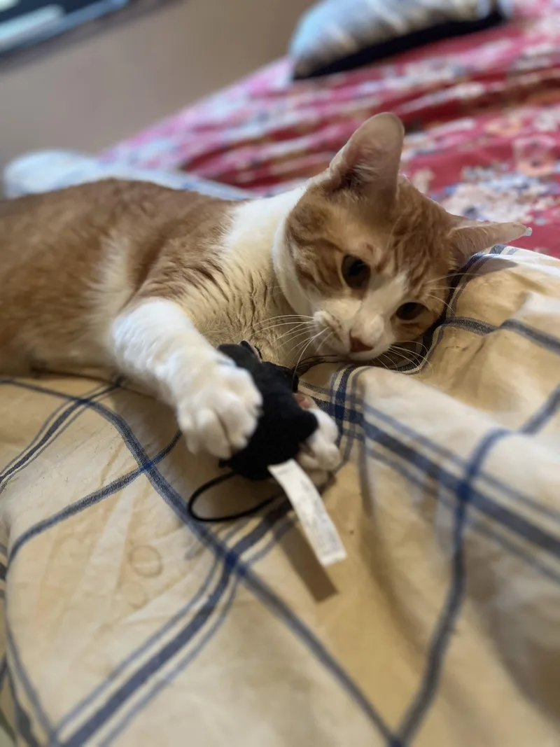 Otis  Big Goofy thumbnail 4