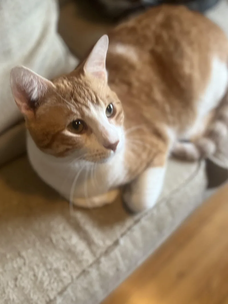 Otis  Big Goofy thumbnail 5