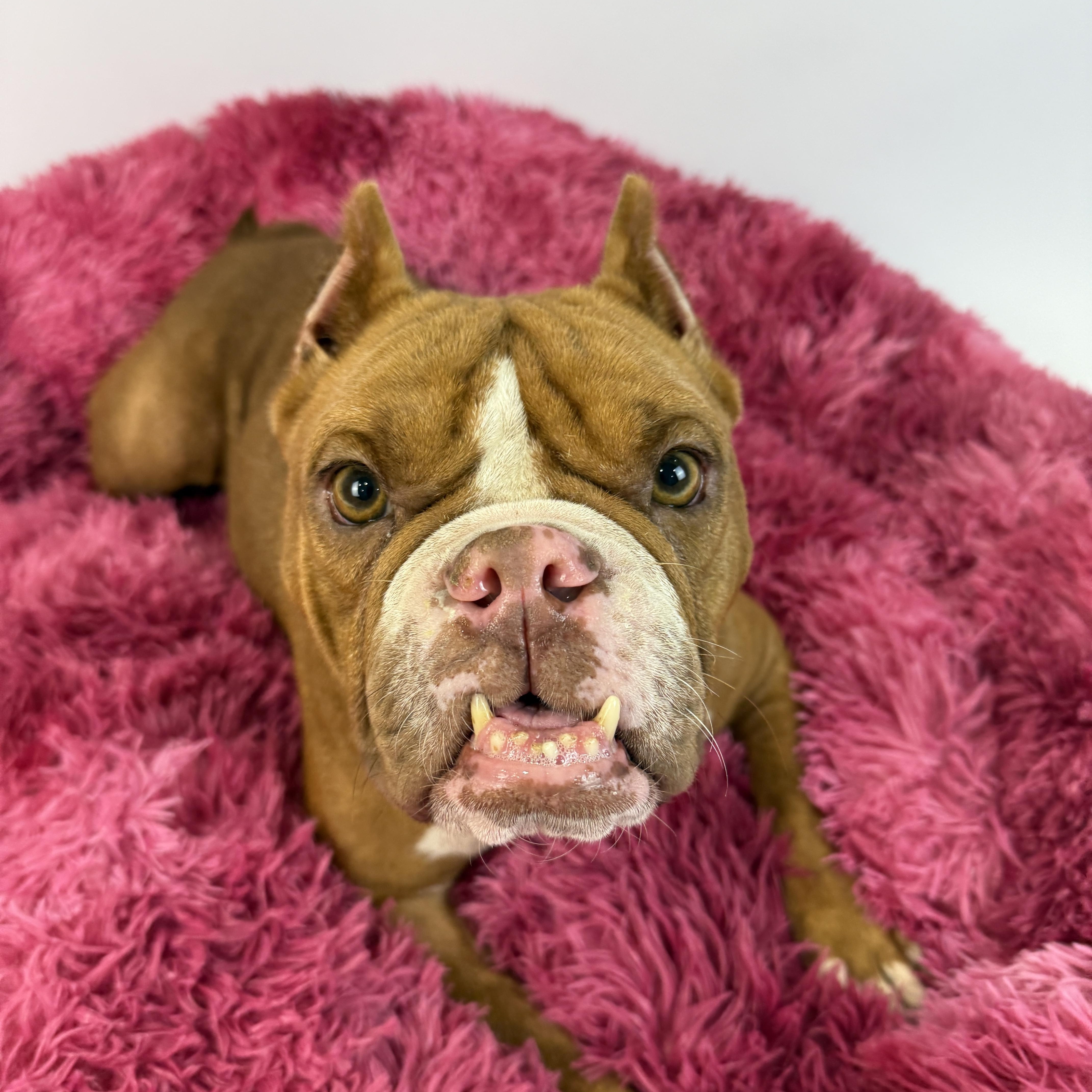 An adult medium-sized female American Bulldog dog named Emani for adoption in Alvin, TX