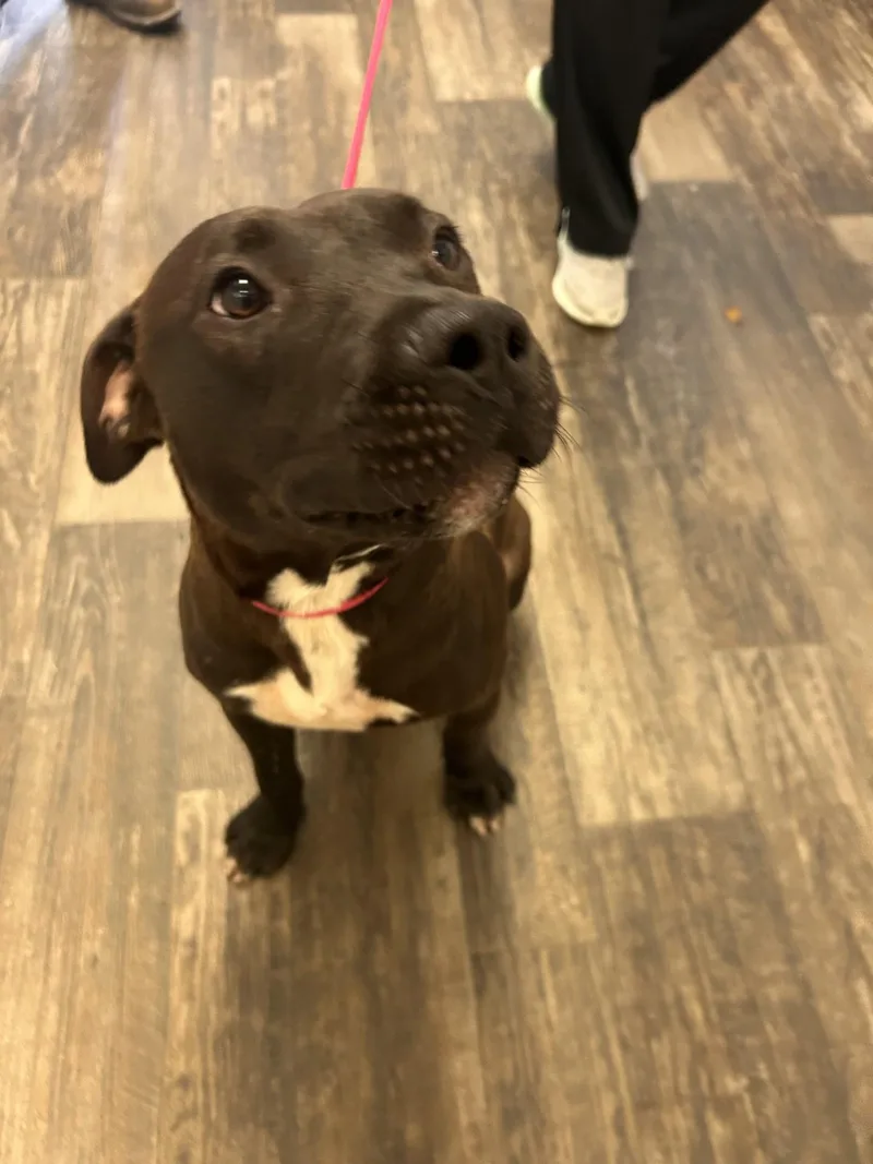 An adult medium-sized male Bicolor Mixed Breed dog named Max for adoption in Germanton, NC