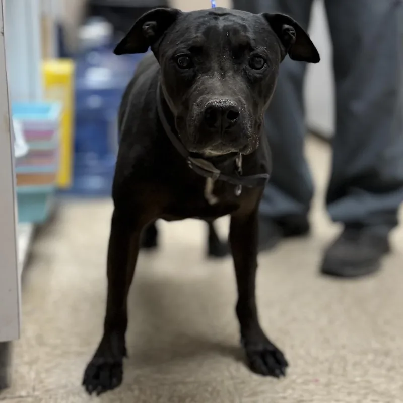 A senior small-sized female Black Pit Bull Terrier dog named Lily for adoption in Bullhead City, AZ