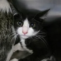 A baby small-sized female Domestic Short Hair cat named Dasani for adoption in Fort Collins, CO