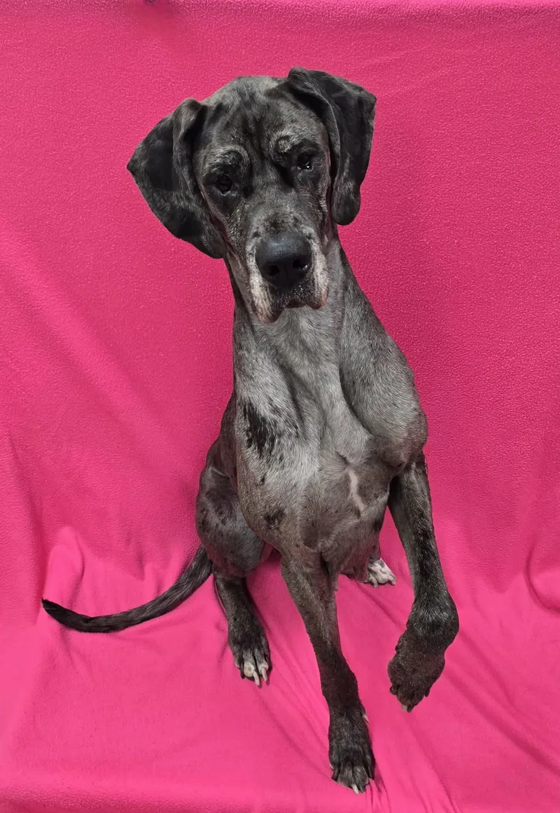 An adult large-sized female Great Dane dog named Eren for adoption in Frankfort, IN