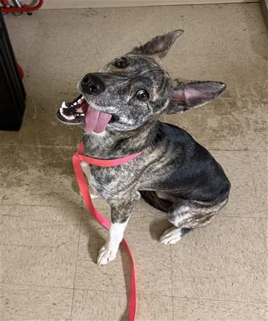 A young medium-sized male German Shepherd Dog dog named Waldo for adoption in Statesville, NC