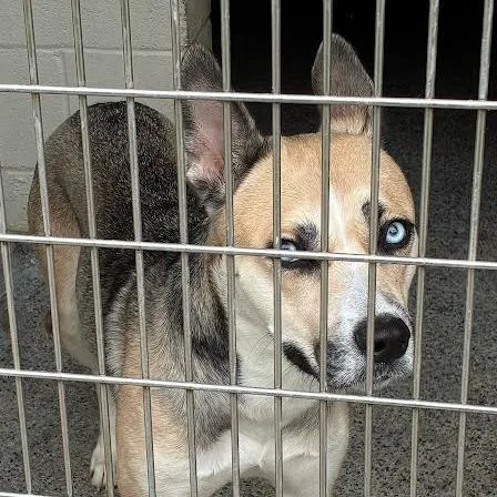 A young medium-sized female Gray / Blue / Silver Mixed Breed dog named Medusa for adoption in Jeffersonville, IN
