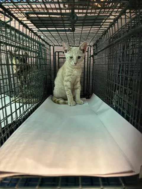 A baby small-sized male Domestic Short Hair cat named A for adoption in Miami, FL