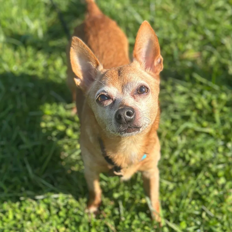 A senior small-sized male Chihuahua dog named Mickey for adoption in Philadelphia, PA