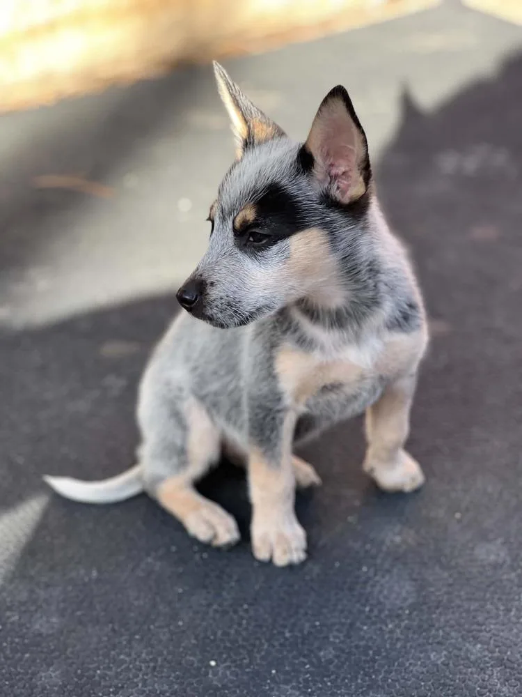 A baby medium-sized female Australian Cattle Dog / Blue Heeler dog named Bluey for adoption in Lafayette, CO