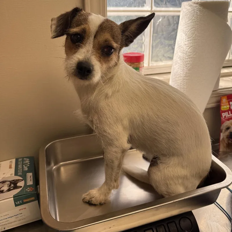 An adult small-sized female White / Cream Terrier dog named TUSCStray for adoption in Tuscaloosa, AL
