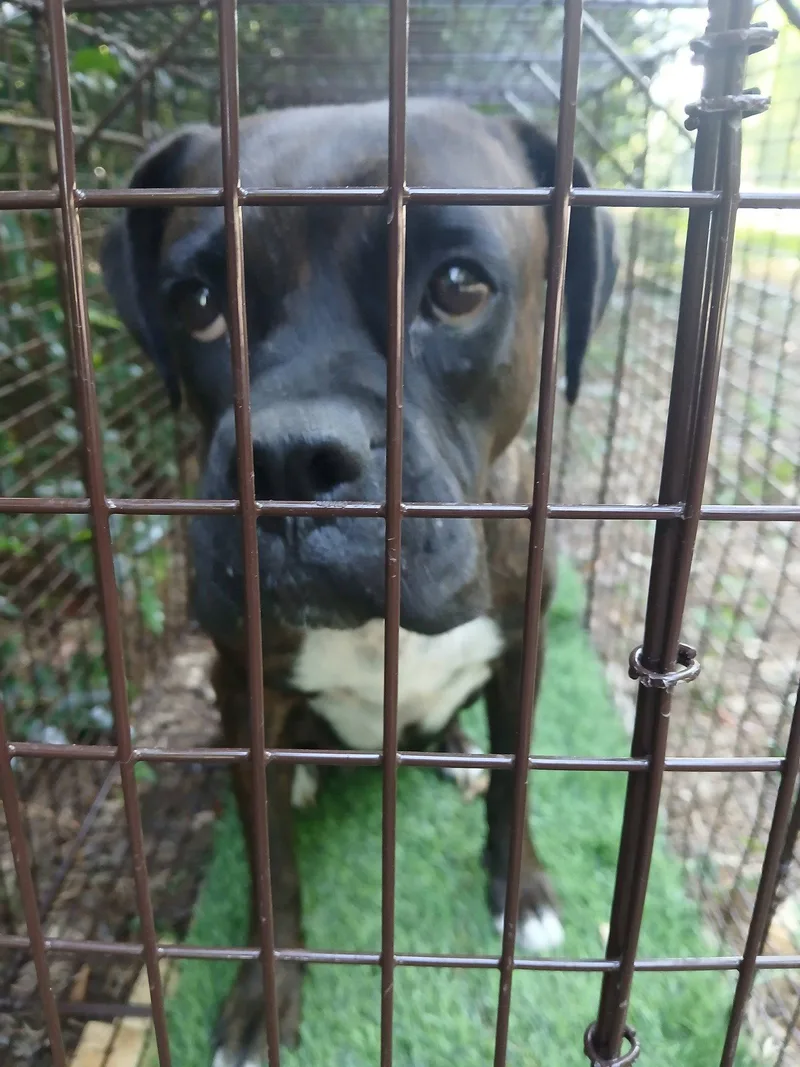 An adult large-sized female Boxer dog named Rhea for adoption in Monticello, NY
