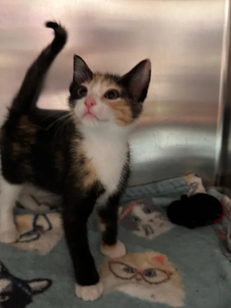 A baby small-sized female Domestic Short Hair cat named Remy for adoption in Labelle, FL
