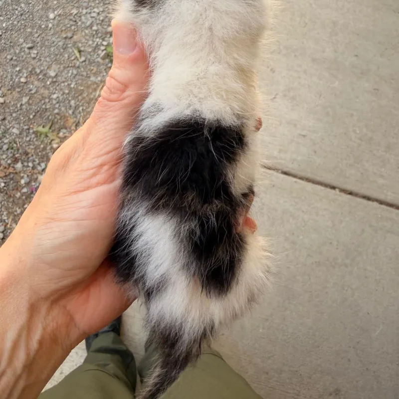 A baby small-sized female White Domestic Short Hair cat named Reese's for adoption in Evensville, TN