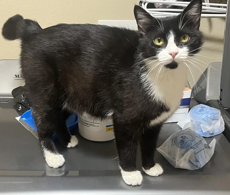 An adult medium-sized female Domestic Short Hair cat named Selene for adoption in Lafayette, CO