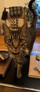 An adult medium-sized female Tabby cat named Apple for adoption in Long Beach, CA