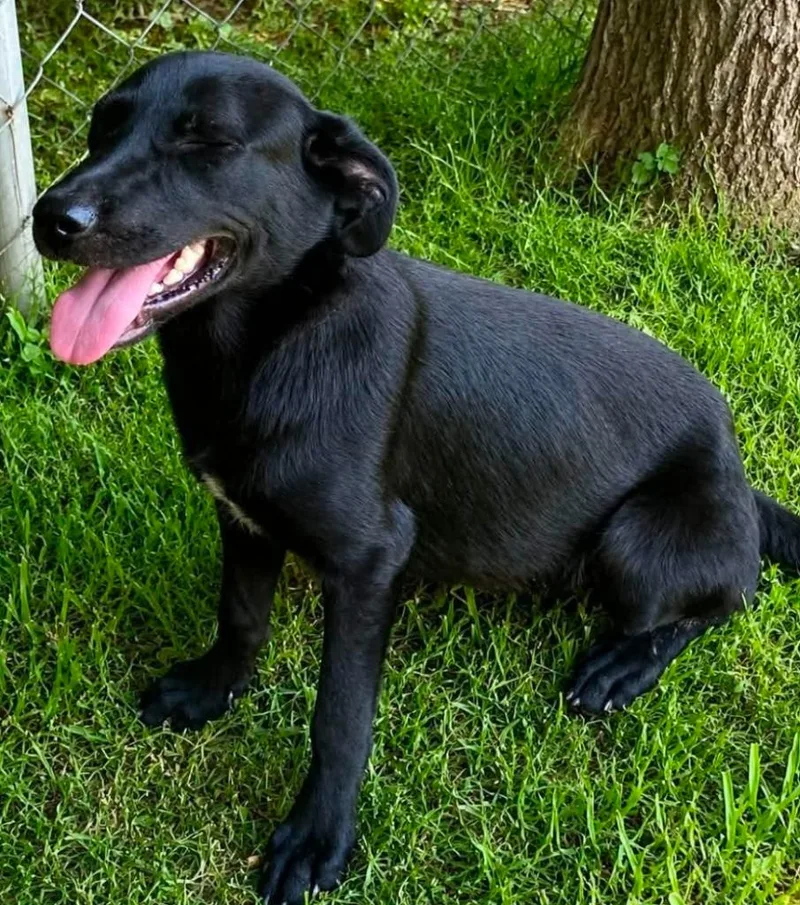 A baby medium-sized female Shepherd dog named Hildee for adoption in El Dorado, AR