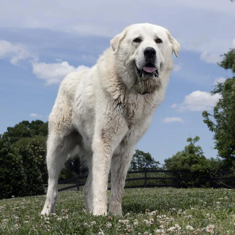 An adult extra large-sized male White / Cream Great Pyrenees dog named Acadia for adoption in Franklin, TN