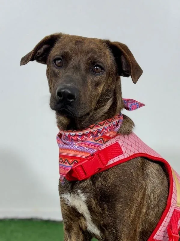 A young medium-sized female Brindle Mountain Cur dog named Lola for adoption in Carlsbad, CA