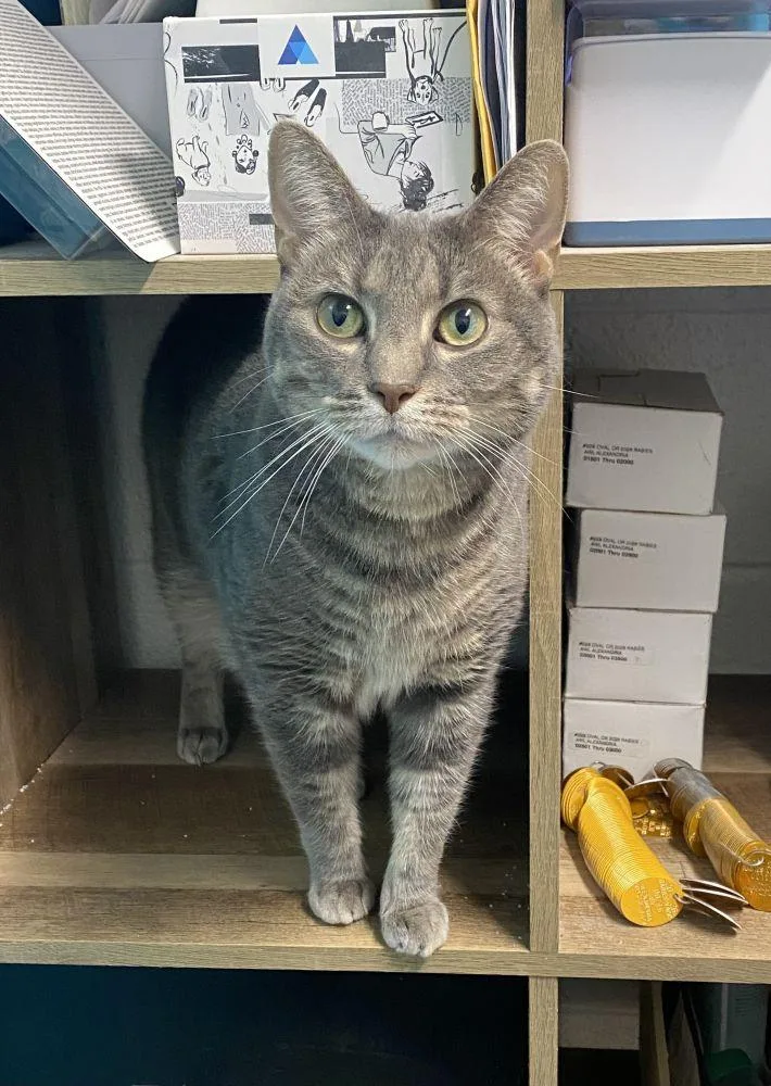 An adult small-sized female Gray / Blue / Silver Domestic Short Hair cat named Mandy for adoption in Alexandria, VA