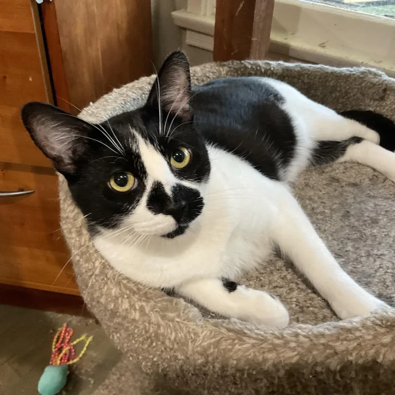 A young medium-sized female Black Domestic Short Hair cat named Jerri for adoption in Los Angeles, CA