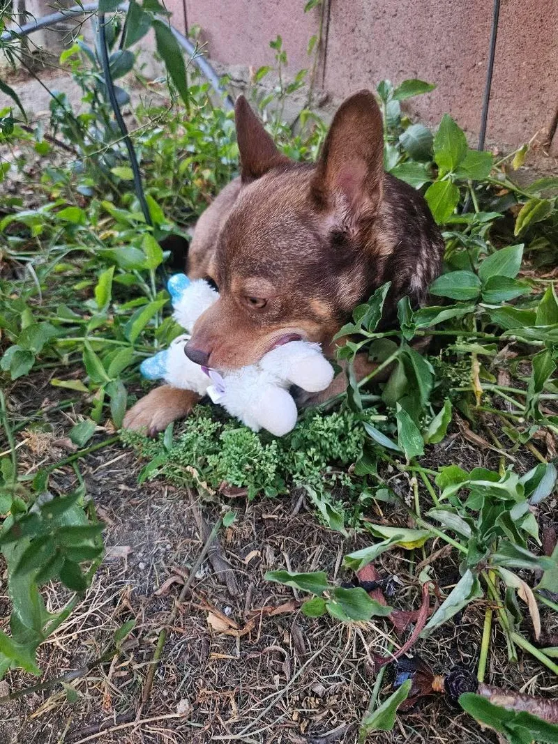 An adult small-sized male Chihuahua dog named Fig for adoption in West Hollywood, CA