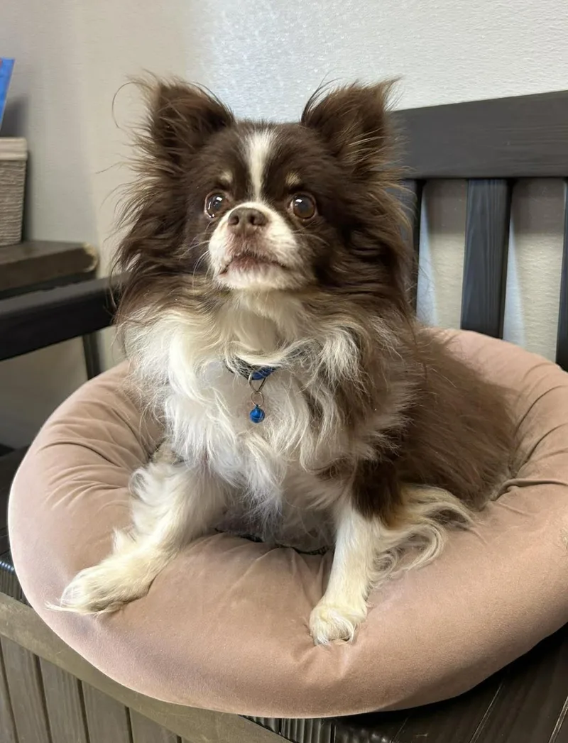A senior small-sized male Brown / Chocolate Chihuahua dog named Gremlin for adoption in Maryville, MO