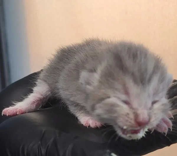 A baby small-sized female Domestic Short Hair cat named Fm for adoption in Lawrenceville, GA