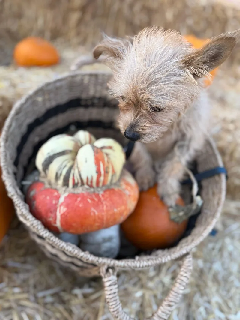 A young small-sized female Norfolk Terrier dog named Miracle for adoption in Los Angeles, CA
