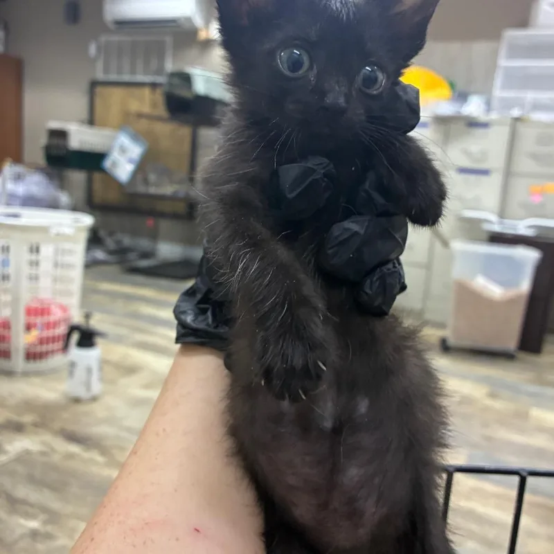 A baby small-sized female Black Domestic Short Hair cat named Darrel for adoption in Hattiesburg, MS
