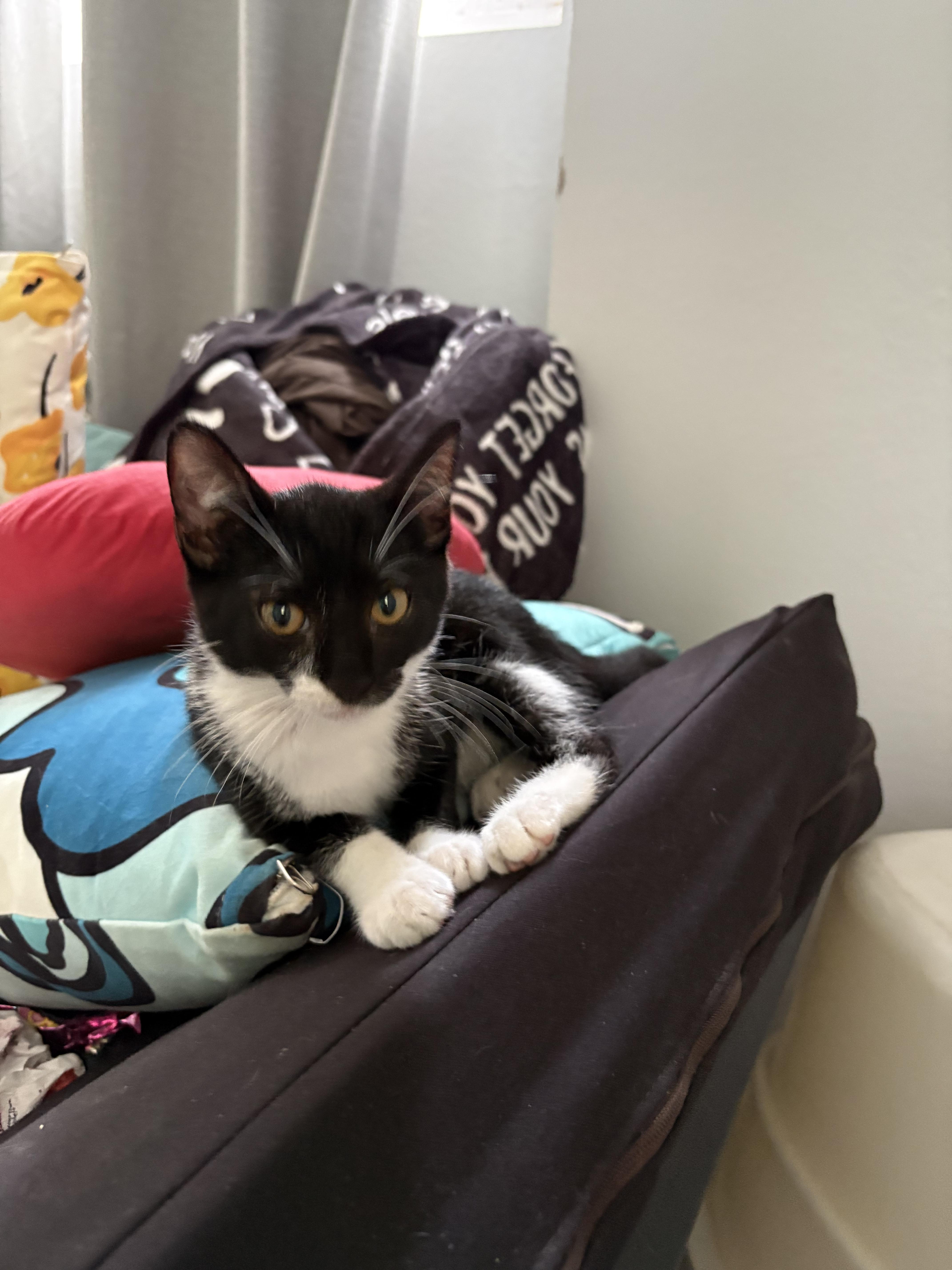 A baby small-sized female Black & White / Tuxedo Domestic Short Hair cat named Tuxy Boots for adoption in Aibonito, PR