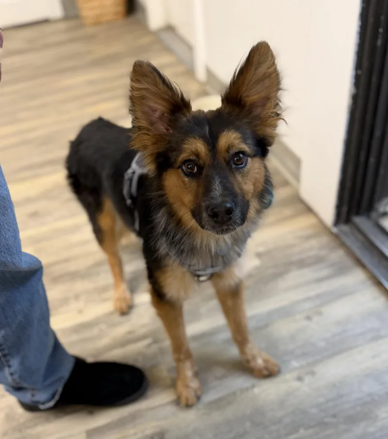 A young medium-sized male Bicolor Australian Cattle Dog / Blue Heeler dog named Fluffy for adoption in Sonora, CA