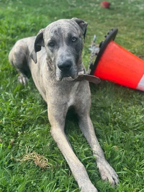 A young extra large-sized male Great Dane dog named Hershey for adoption in Bullard, TX