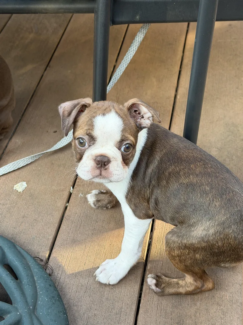 A baby small-sized female Boston Terrier dog named Grace for adoption in Havertown, PA