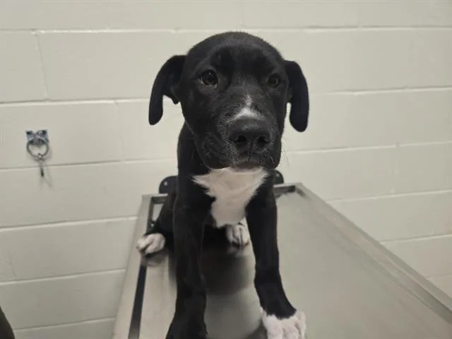 A baby small-sized male Labrador Retriever dog named Ferdinand for adoption in Auburn, CA