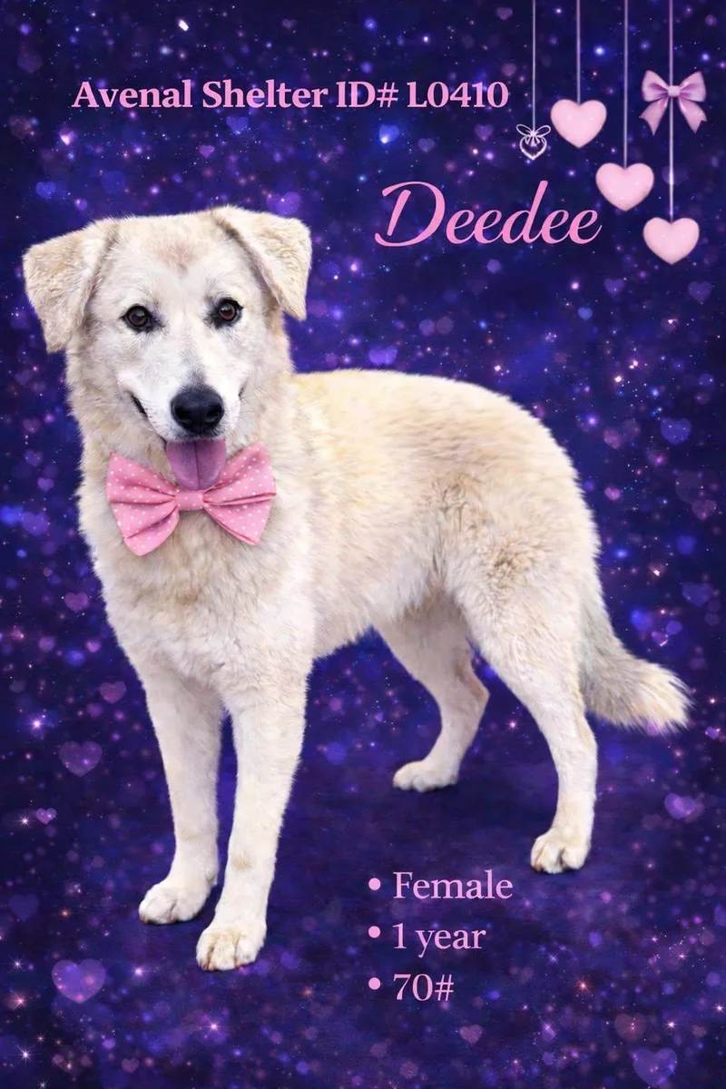 A young large-sized female White / Cream Labrador Retriever dog named Deedee for adoption in Avenal, CA