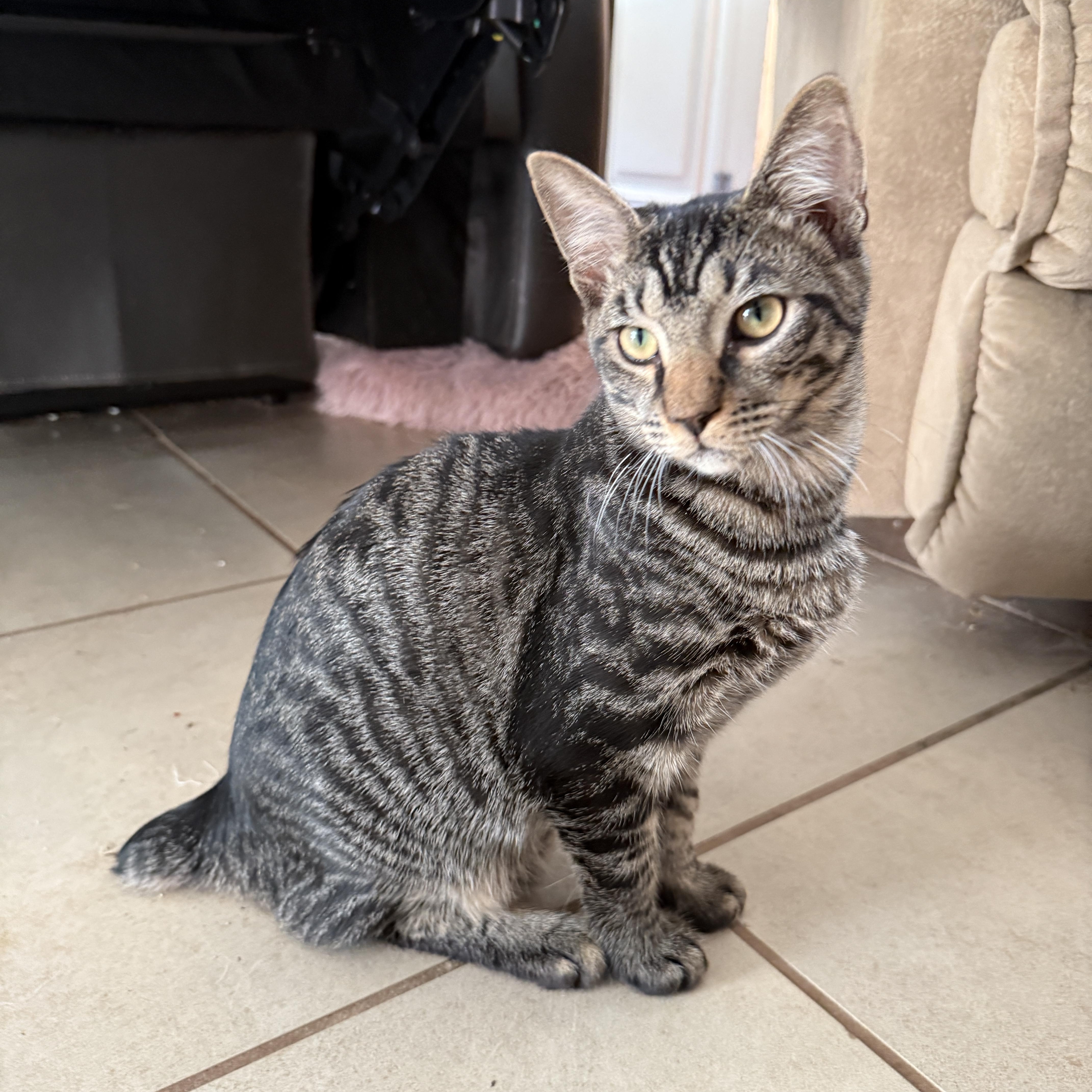 A baby small-sized male Domestic Short Hair cat named Fang for adoption in New Smyrna Beach, FL