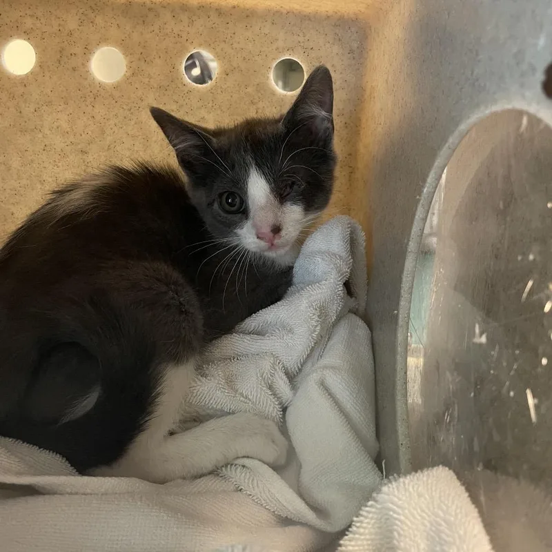 A baby small-sized male White Domestic Short Hair cat named Ganon for adoption in Pasadena, CA