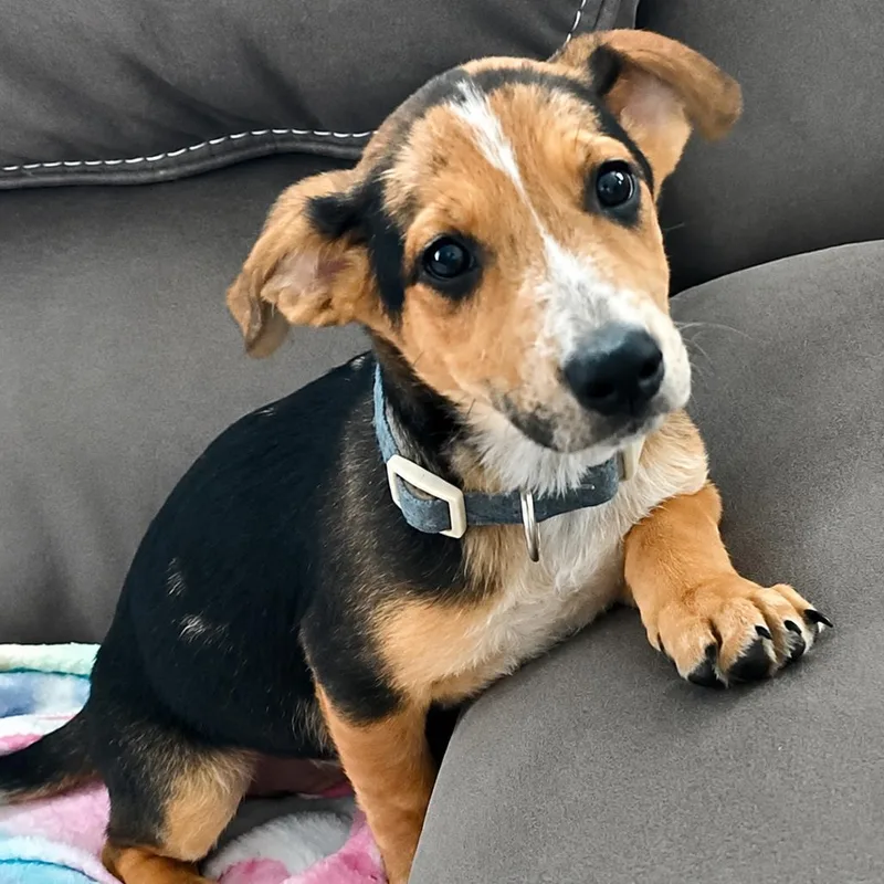 Enzo