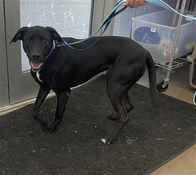 A young large-sized female Mixed Breed dog named Lyla for adoption in Dallas, TX
