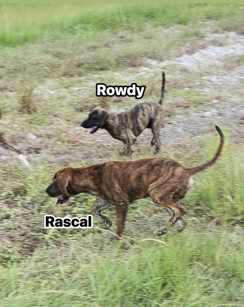 Rowdy