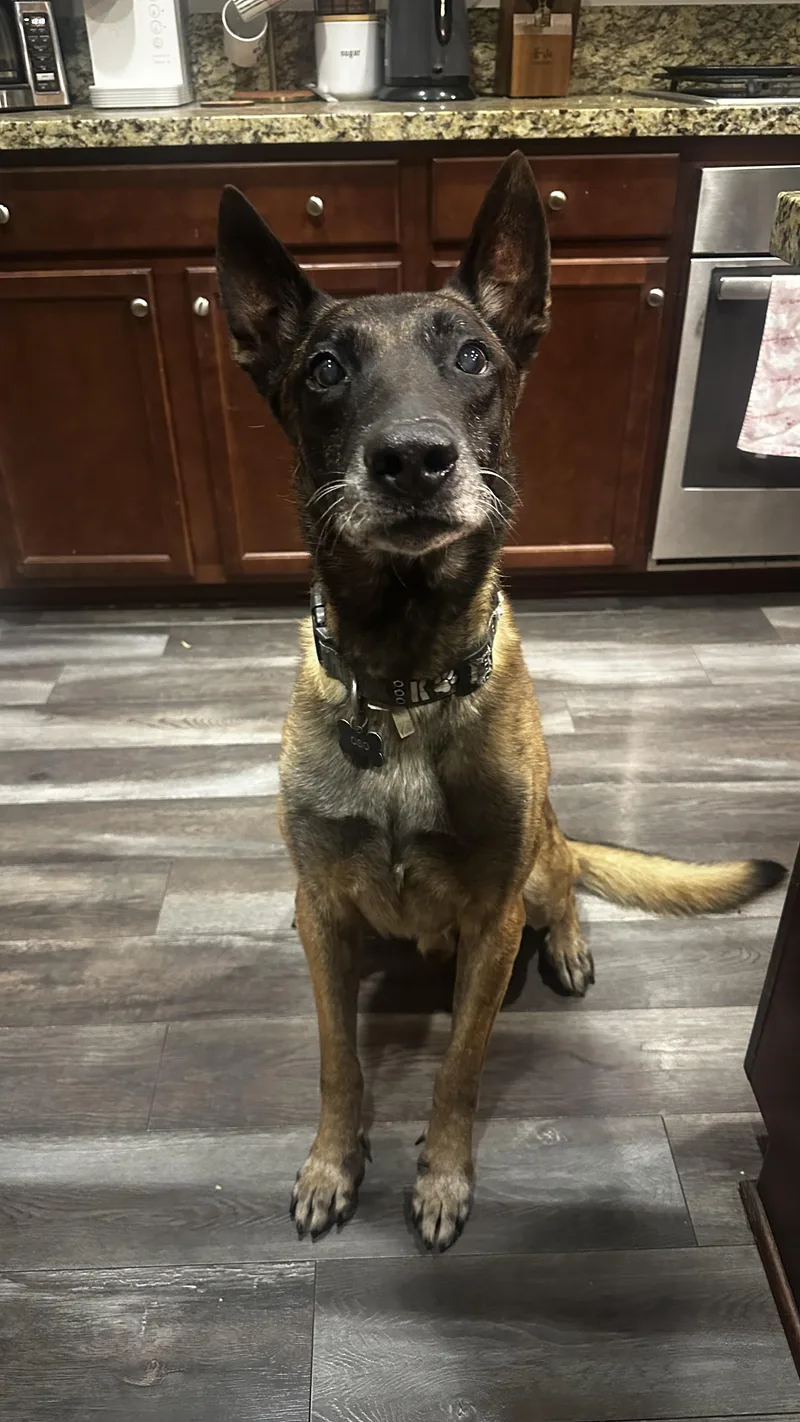 A senior large-sized male Belgian Shepherd / Malinois dog named Oso for adoption in oriskany, NY