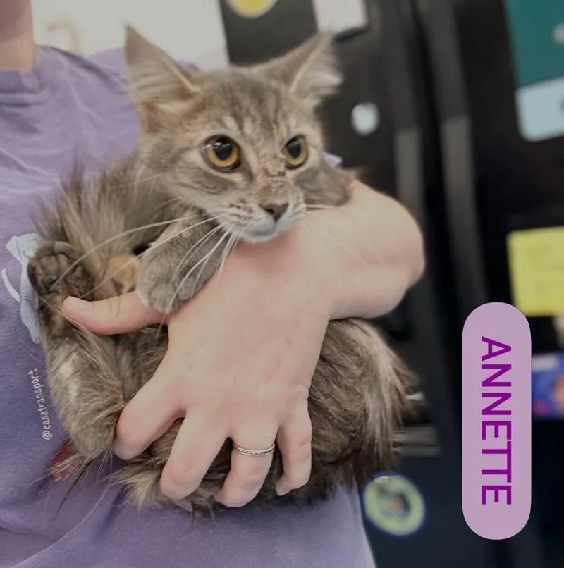 A young medium-sized female Tabby cat named Annette for adoption in Pegram, TN
